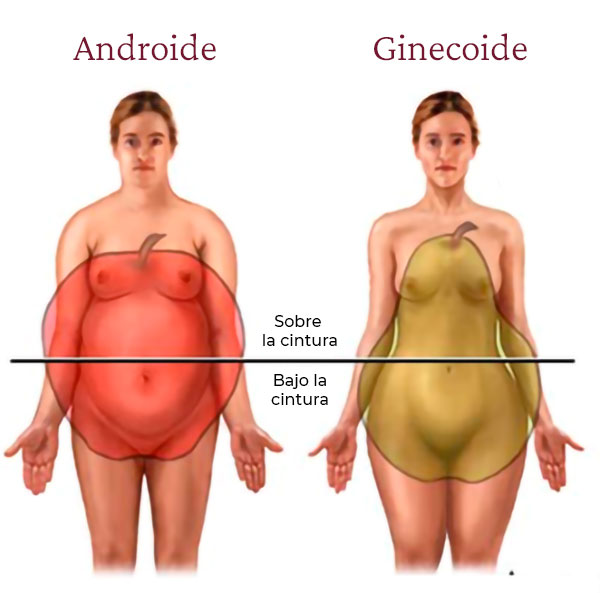 cuerpos androide ginecoide